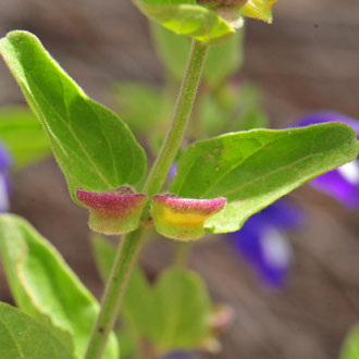 Scutellaria platyphylla, Mexican Skullcap